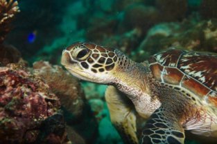 Scuba Diving für Anfänger