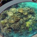 3 - Korallen der Seychellen
