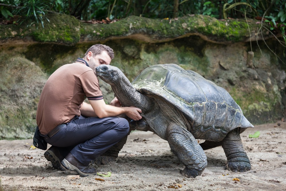 Engel Tour Schildkröte 