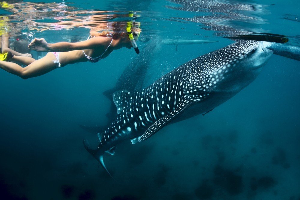 Walhai Mahe Seychellen